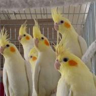 فروش عروس هلندی