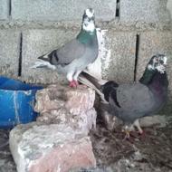 کفتر کبوتر پرشی اس