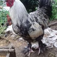 خروس برهما 6ماه