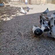 کبوتر کله دم وسینه ای