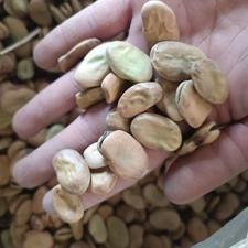 باقالی خشک سه بند