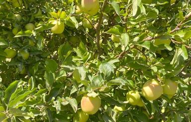 اجاه باغ سیب (فروش بهره)