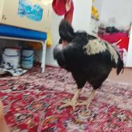 خروس گردن لخت