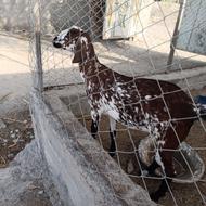 بز خوب شیری