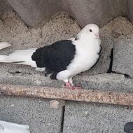 نر پشتدار سیاه