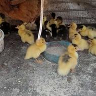جوجه اردک اسرائیلی