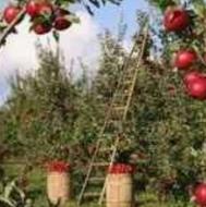 کار سیب چیدن