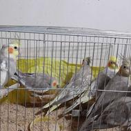 طوطی عروس هلندی