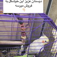 فروش طوطی عروس