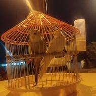 عروس هلندی گمشده
