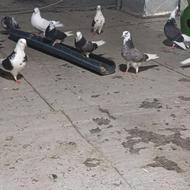 کبوتر همه رنگ مدل به شرط پرش ساعت
