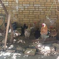 مرغ وخورس دهاقان