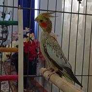 عروس هلندی.
