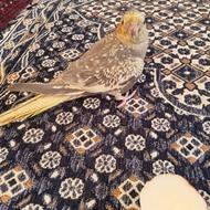 طوطی کاملا رام نر