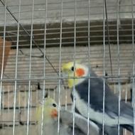 عروس هلندی معاوضه
