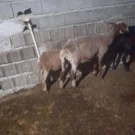 گوسفند وره مار بره ماده