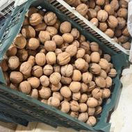 گردو کاغذی درجه 1