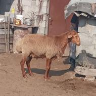 نر تخمی سر حال