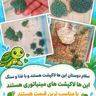 لاکپشت گوش قرمز سنگاپوری