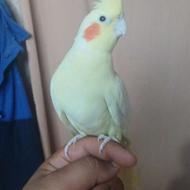 دوتا عروس هلندی ماده