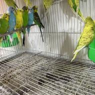 مرغ عشق و طوطی