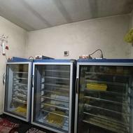 دستگاه جوجه کشی بلدرچین دماوند
