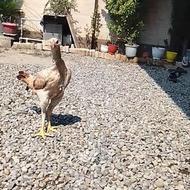 مرق لاری عالی