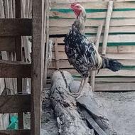 خروس لاری صابونی