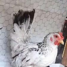 مرغ و خروس جاپنیز