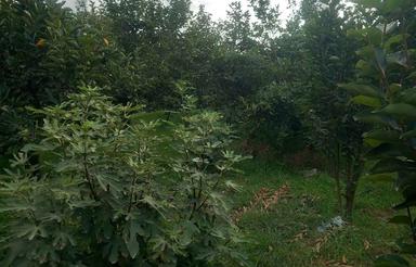 2450 متر باغ چهارده