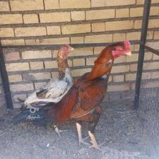 خروس لاری اصل