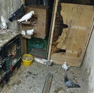 کفتر یا کبوتر