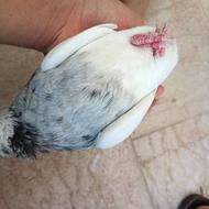 کفتر طوقی الماسی ماده