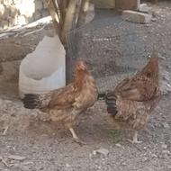مرغ شمالی یک ساله