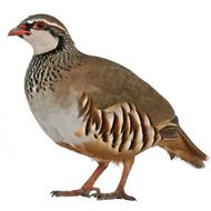 کبک جوکار4 ماهه