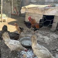 فروش5عدد مرغ محلی