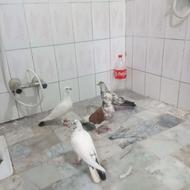 تعدادی کفتر پرشی کبوتر
