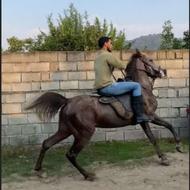 شاه مادیان جنس دار