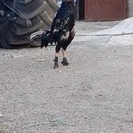 خروس لاری افغان