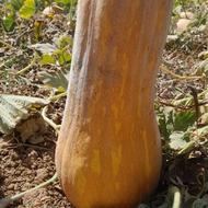 کولکه فروشی خوب درجه1