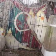 طوطی عروس هلندی