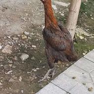مرغ لاری سالم تخم گذار