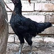 جوجه خروس و مرغ محلی در گنبدکاووس