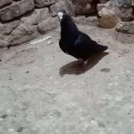 ماده دم سفیدکاکلی