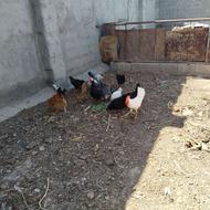 مرغ و خروس تخم گذار