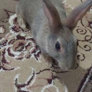 خرگوش بالغ ماده