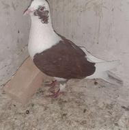 کبوتر پشتی نر