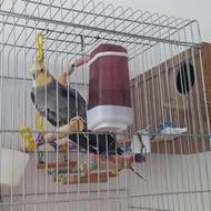 عروس هلندی نیمه رام