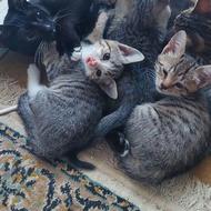 واگذاری بچه گربه dsh