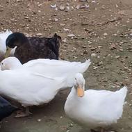 فروش اردک محلی